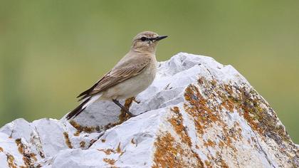 Isabelline Wheatear
