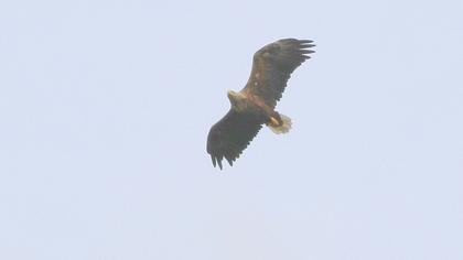 White-tailed Eagle