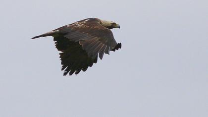 Eastern Imperial Eagle