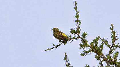 European Serin