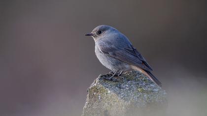 Black Redstart