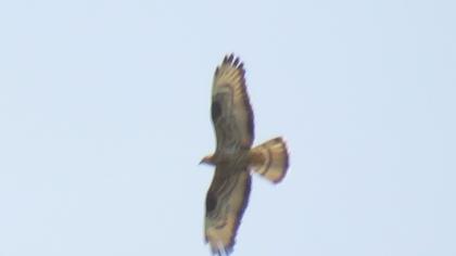 European Honey Buzzard