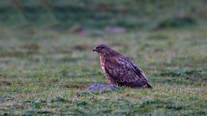 Common Buzzard