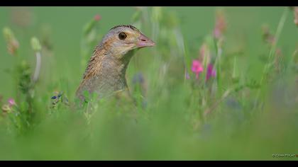 Bıldırcınkılavuzu
