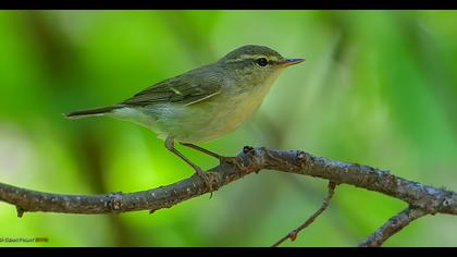 Green Warbler