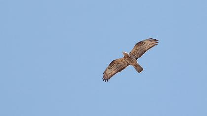 European Honey Buzzard