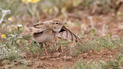 Bimaculated Lark