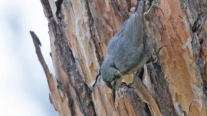 Krüper`s Nuthatch