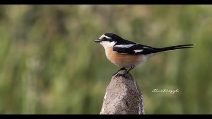 Masked Shrike