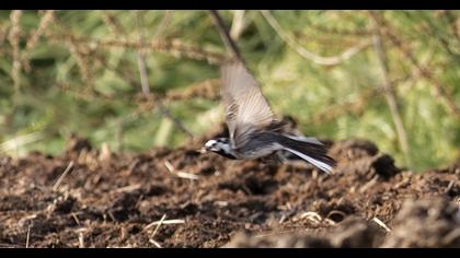 White Wagtail