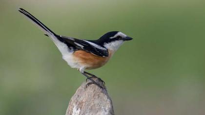 Masked Shrike