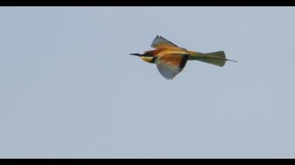 European Bee-eater