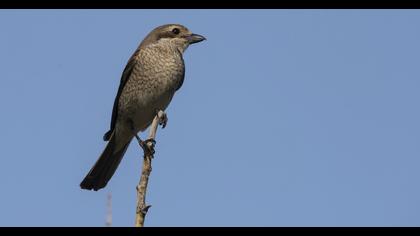 Kızılsırtlı örümcekkuşu
