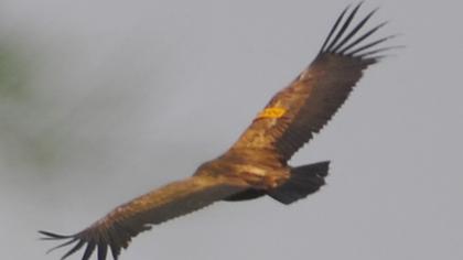 Griffon Vulture