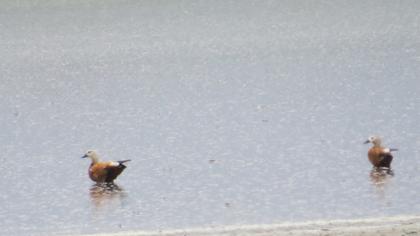 Ruddy Shelduck