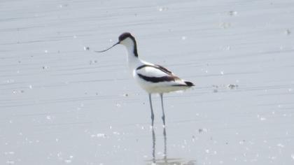 Pied Avocet