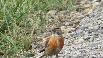 Common Linnet