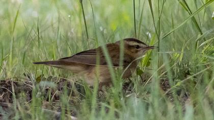 Sedge Warbler