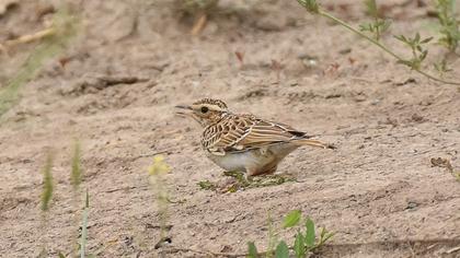 Woodlark