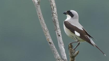 Lesser Grey Shrike