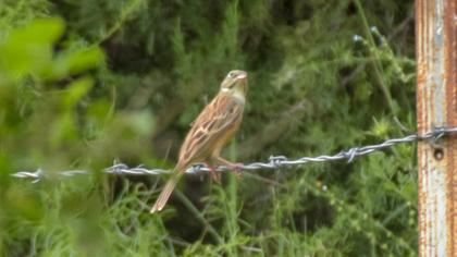 Ortolan Bunting