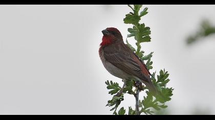 Common Rosefinch