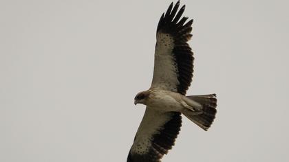 Booted Eagle