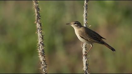 Rufous-tailed Scrub Robin