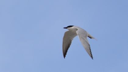 Gull-billed Tern