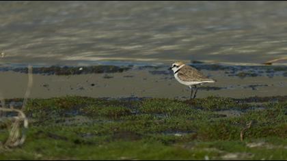 Kentish Plover