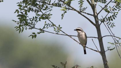 Red-backed Shrike