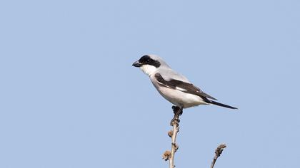 Lesser Grey Shrike