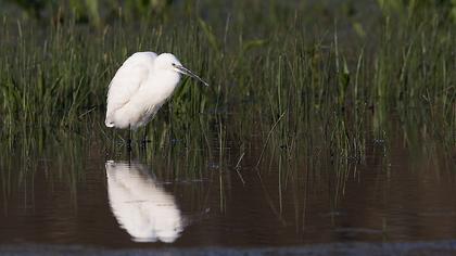 Little Egret