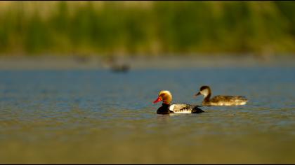 Red-crested Pochard