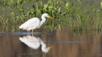 Great Egret
