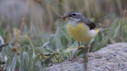 Dağ kuyruksallayanı