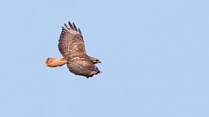 Long-legged Buzzard