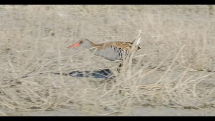 Water Rail