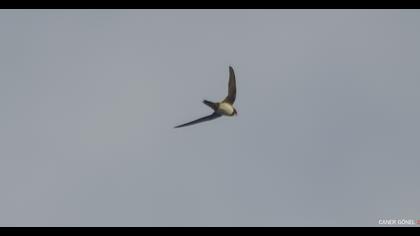 Alpine Swift