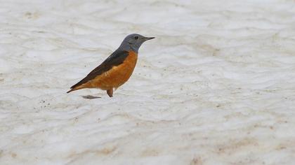 Common Rock Thrush
