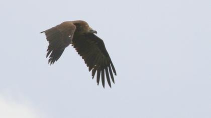 Cinereous Vulture