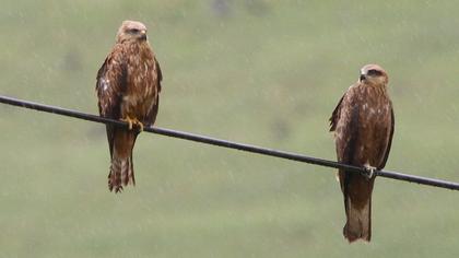 Black Kite