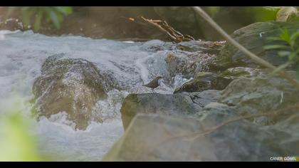 White-throated Dipper