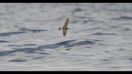 European Storm Petrel