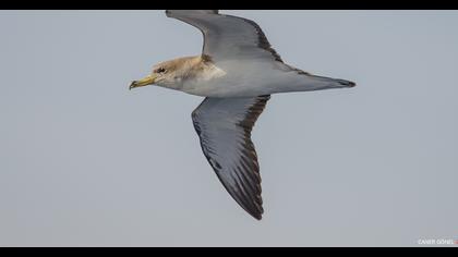 Scopoli`s Shearwater