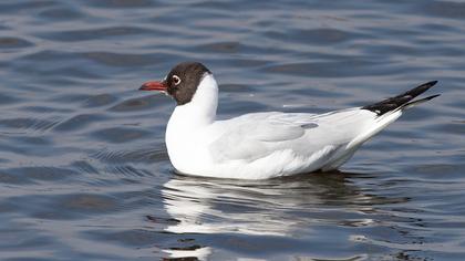 Black-headed Gull
