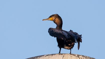 Great Cormorant