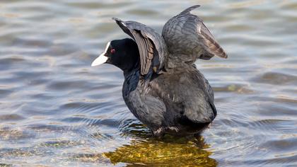 Eurasian Coot