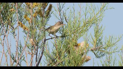 Eastern Olivaceous Warbler