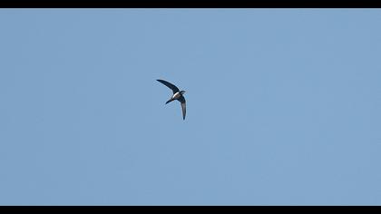Alpine Swift
